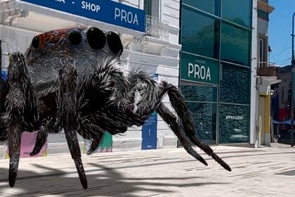 Maratus speciosus, de la serie Webs of Life, en la vereda de Fundación Proa