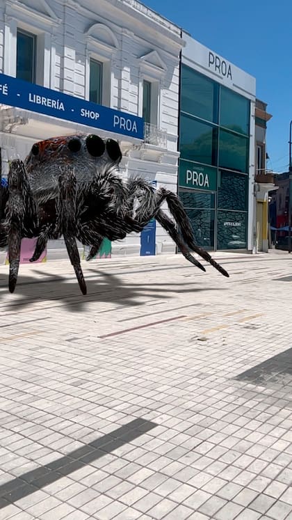 Maratus speciosus, de la serie Webs of Life, en la vereda de Fundación Proa