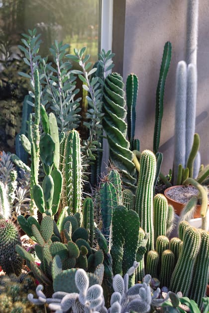 Con el marco de los pinos, esta
terraza ubicada cerca del mar, en una casa de la costa atlántica, combina las plantas de esta colección de cactus y suculentas según sus necesidades y un diseño paisajístico.