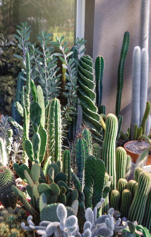 Maravillosa agrupación de cactus columnares, como Epostoa, Cereus,
Stenocereus, Trichocereus.