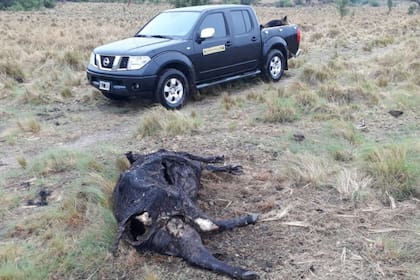 Marcelo Aguado tiene 600 animales. Se le murieron 25 y hay 38 que ahora no encuentra