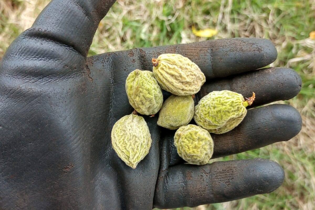 Marcelo Cid explicó que las heladas afectaron 100% de la producción