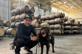 Dos perros expertos buscan fallas entre los vinos