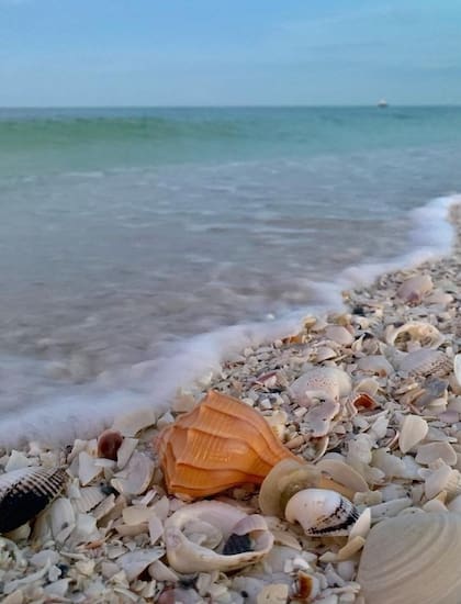 Marco Island enamora a los visitantes con sus aguas cristalinas y playas con caracoles