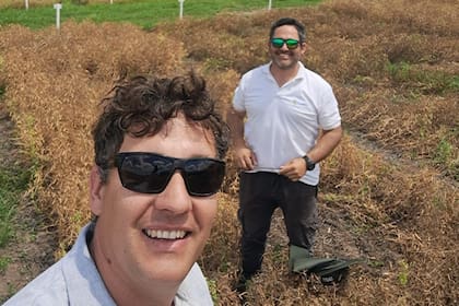 Marcos Mitelsky y Alejandro Bagnolo cuentan con un campo experimental de 25 hectáreas donde siembran y evalúan arvejas, entre otros cultivos