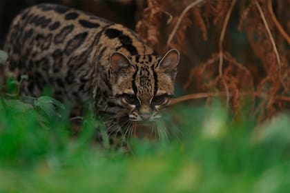 Los grandes ojos saltones del Margay y su cola que llega a representar el 40% del largo total de su cuerpo, son sus rasgos más reprsentativos.