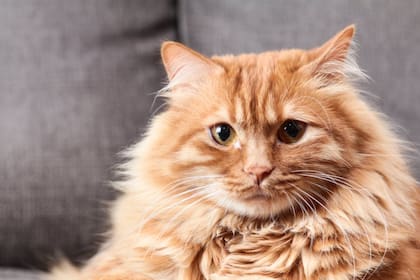 Margaret Gates, directora de la Fundación de Nutrición Felina, señala cómo actuar ante la diarrea felina (Foto Pexels)