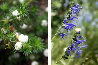 Margyricarpus-pinnatus y salvia guraranitica, dos especies nativas que toleran el desorden