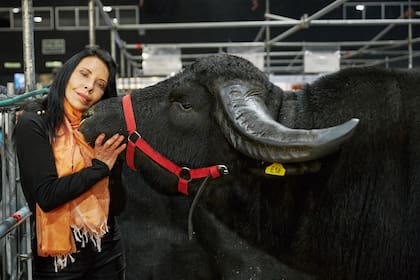 María Nilda Silva con un búfalo del CIIAB, Centro Integral de Inseminación Artificial Bubalino