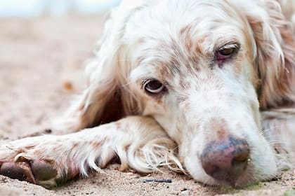María Vetican enfatizó que, una vez alcanzadas estas edades, el dueño debe incrementar la atención sobre la dieta del animal y realizar chequeos en la veterinaria con mayor frecuencia
