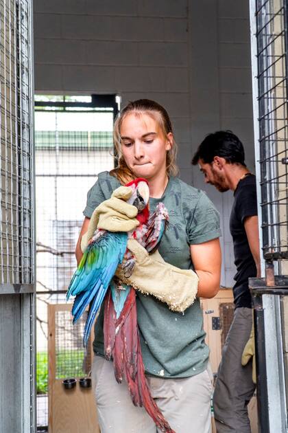 Marianela Masat, coordinadora del proyecto guacamayos en Iberá, Corrientes