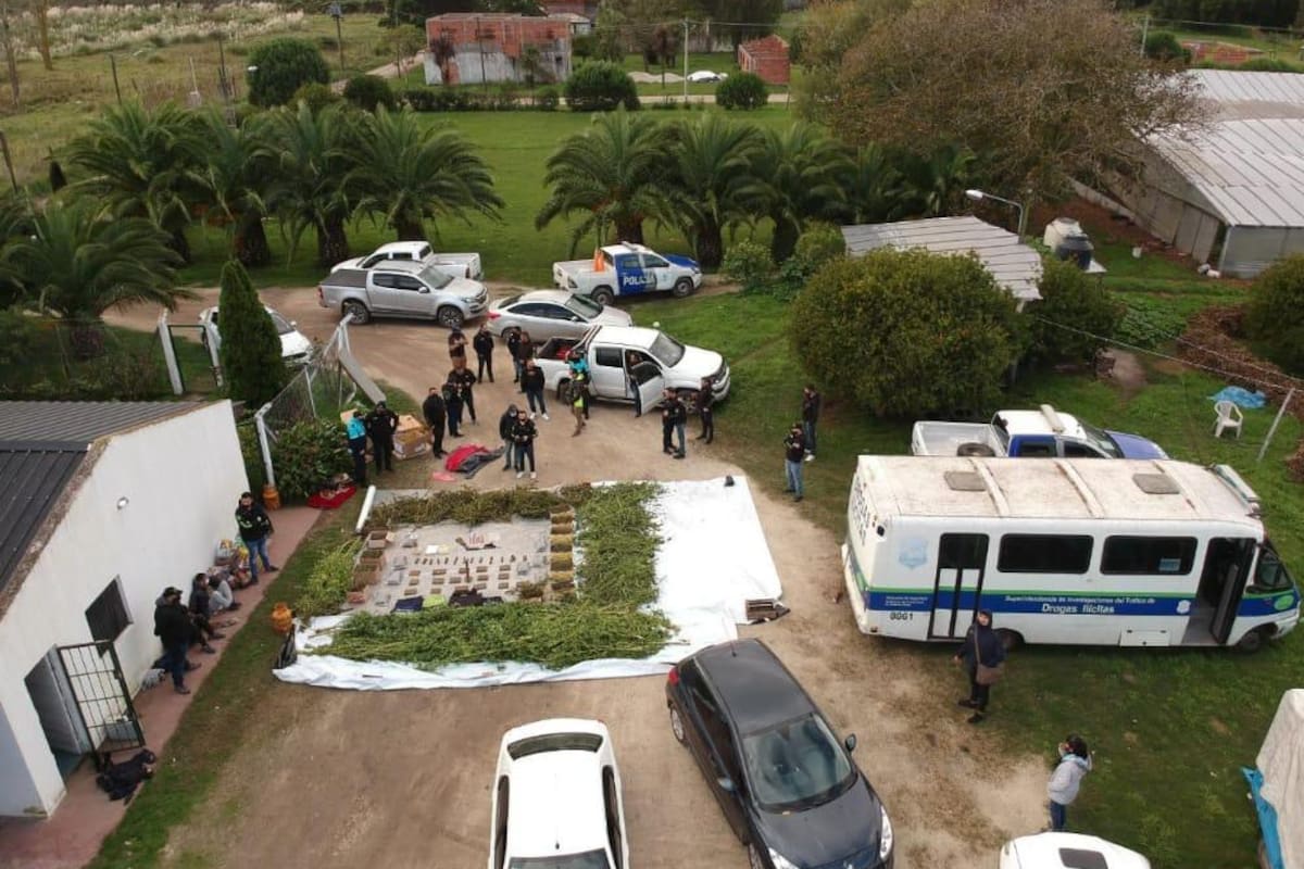 Marihuana de alto poder narcótico, producida en Mar del Plata por una banda encabezada por un policía