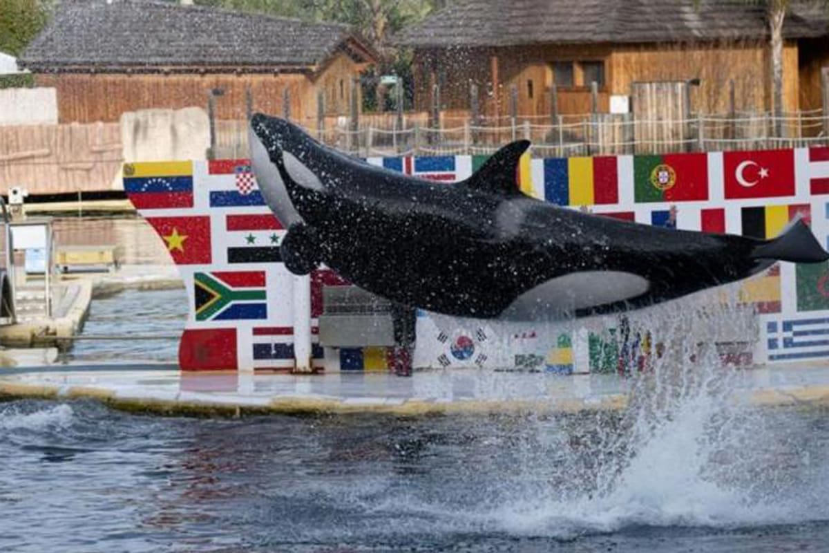 Marineland Antibes; Orcas; zoológico; ; Francia; protección animal; Mundo; sociedad; naturaleza; Wikie; Keijo; Japón; Tenerife; Pamela Anderson; Tilikum, SeaWorld; BBc; BBC Mundo