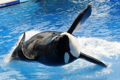 Tilikum estuvo involucrada en la muerte de tres personas mientras estaba cautiva en SeaWorld.