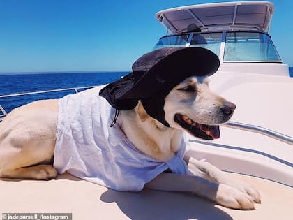 Marinero, el labrador retriever más osado de Australia (Crédito: Captura Instagram @JadePursell_)