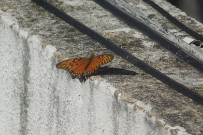 Mariposa espejitos