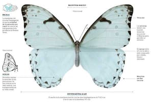 Mariposa BANDERA ARGENTINA