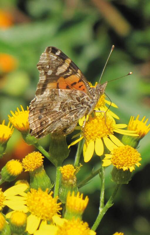 Mariposa dama cuatro ojos alimentándose del Senecio grisebachii.