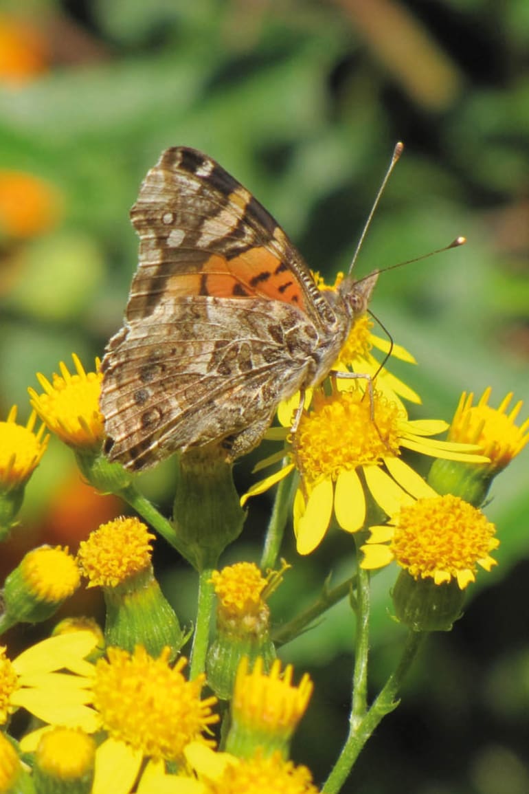 Mariposa dama cuatro ojos alimentándose del Senecio grisebachii.