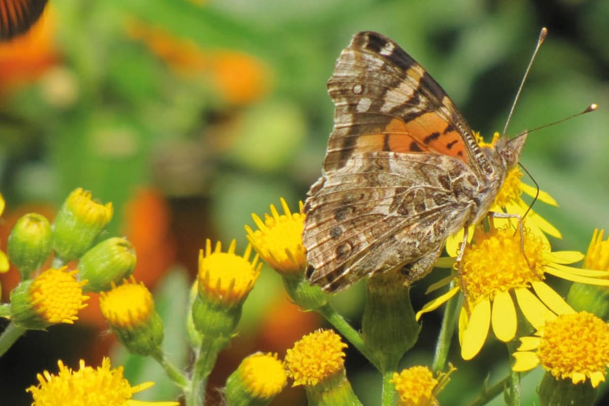 Mariposa dama cuatro ojos alimentándose del Senecio grisebachii.