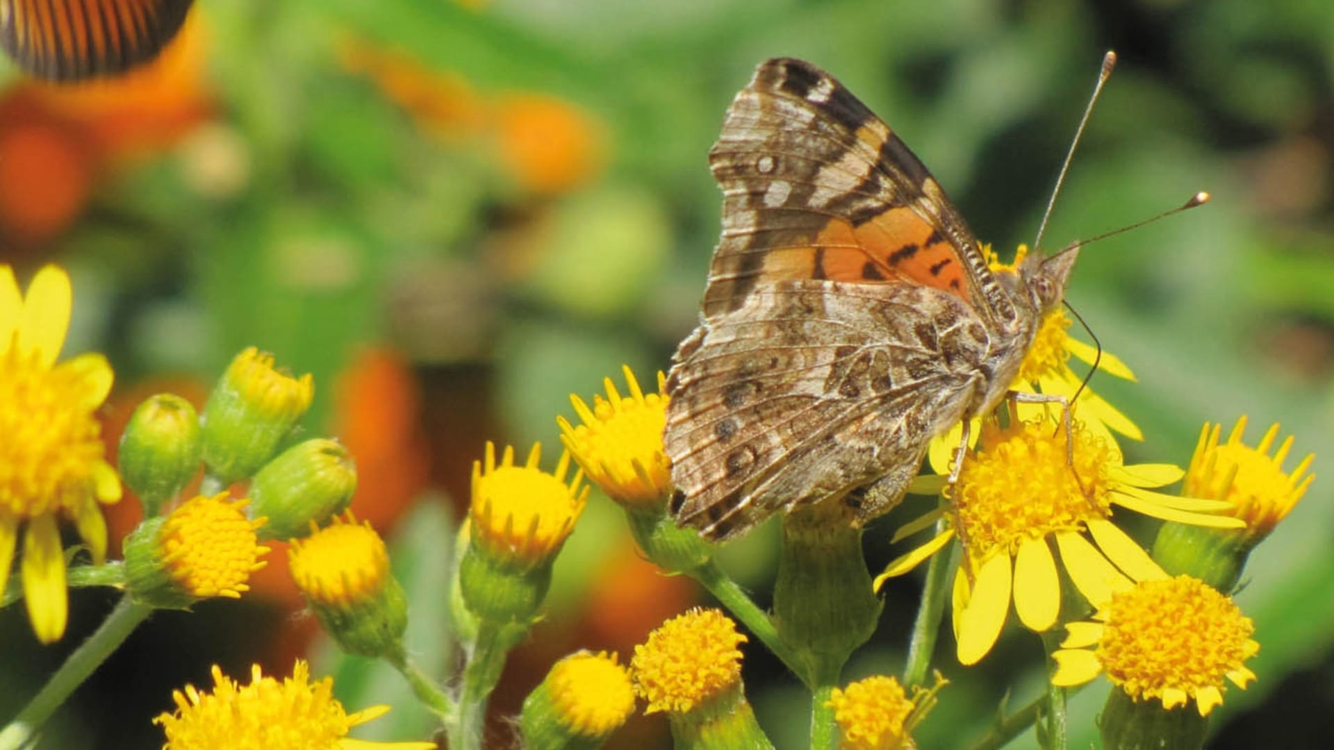 Mariposa dama cuatro ojos alimentándose del Senecio grisebachii.