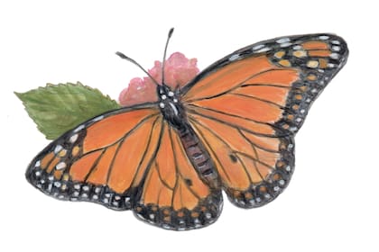 Mariposa espejito del libro Veo Veo, una imagen que también se cuela en la obra de Marcelo hijo