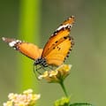 Qué significa que aparezca una mariposa naranja en tu casa o jardín
