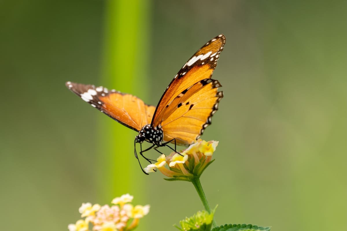 Mariposa naranja en casa o jardín: qué significa su aparición y por qué se considera una señal positiva (Foto: Freepik)