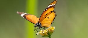 Qué significa que aparezca una mariposa naranja en tu casa o jardín