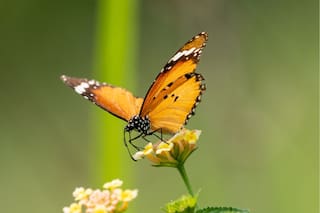 Qué significa que aparezca una mariposa naranja en tu casa o jardín