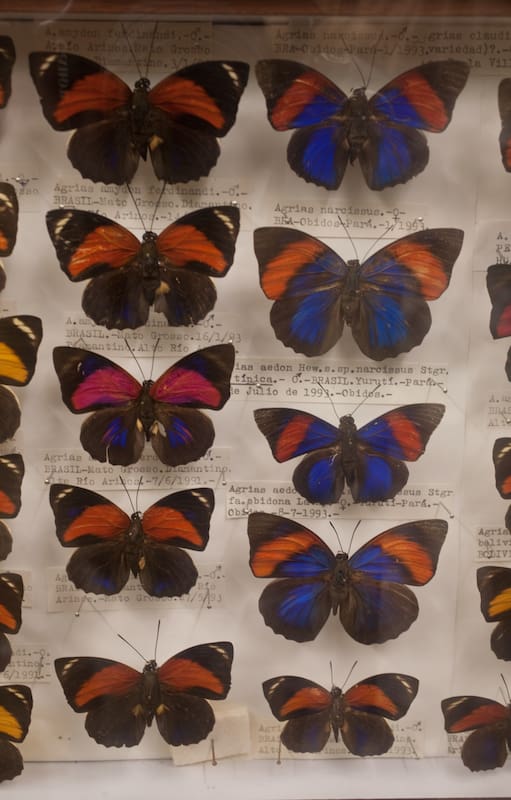 Mariposario de Liebig.
