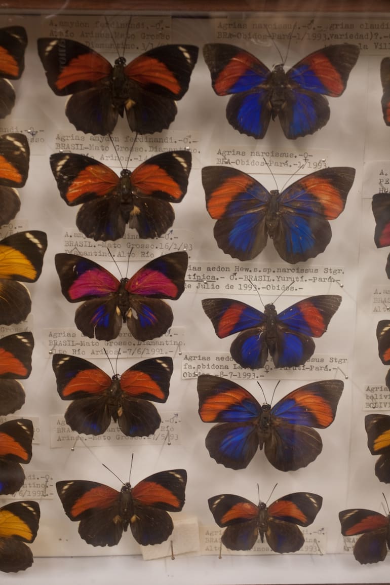 Mariposario de Liebig.