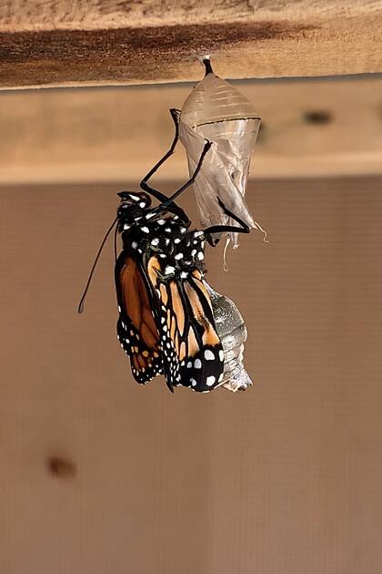 mariposario en buenos aires