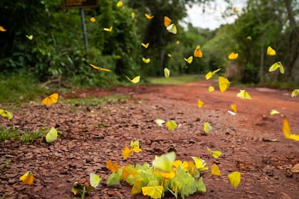 Mariposas amarillas buscan la sal del agua en la tierra colorada.