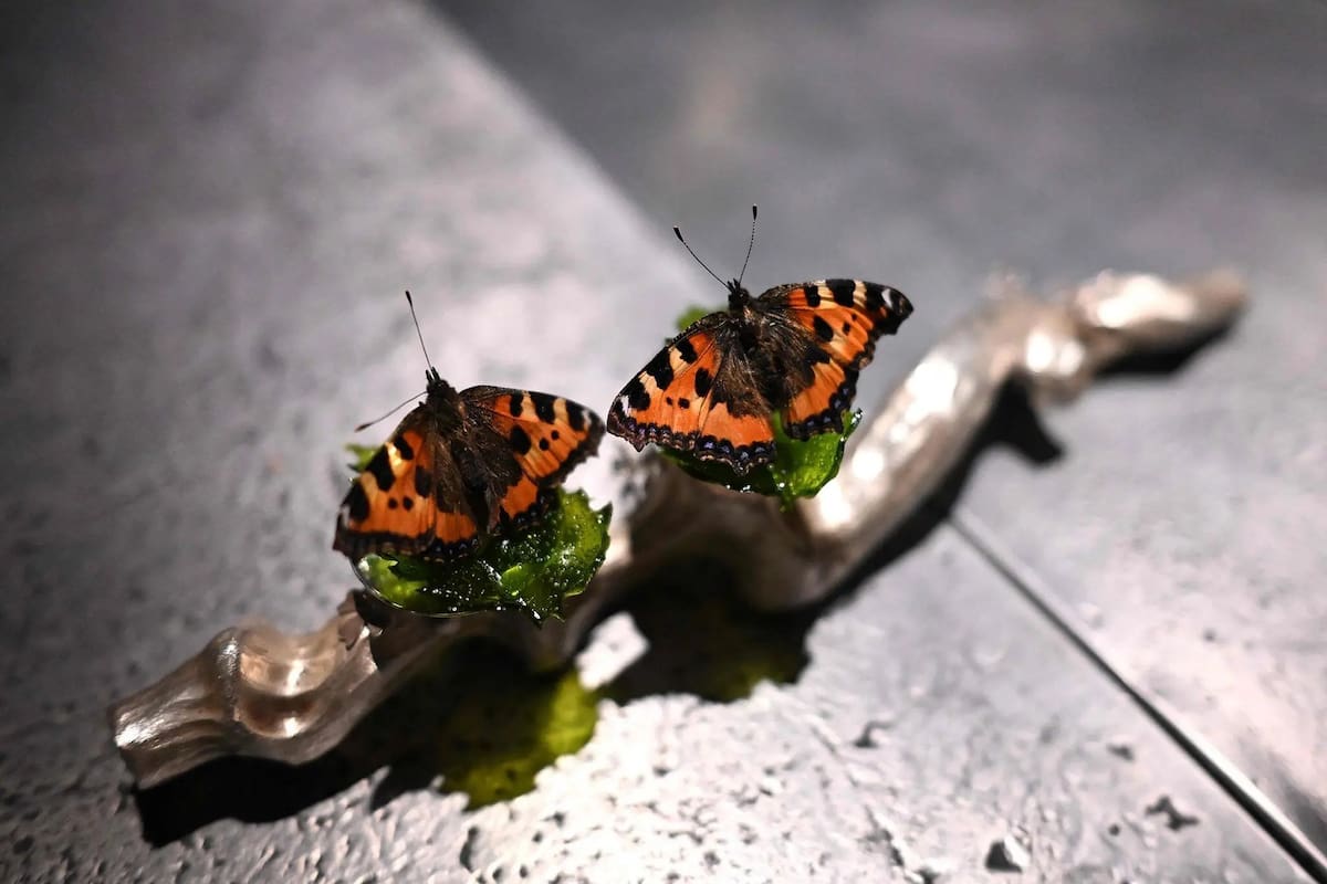 Mariposas liofilizadas en un restaurante de Copenhague