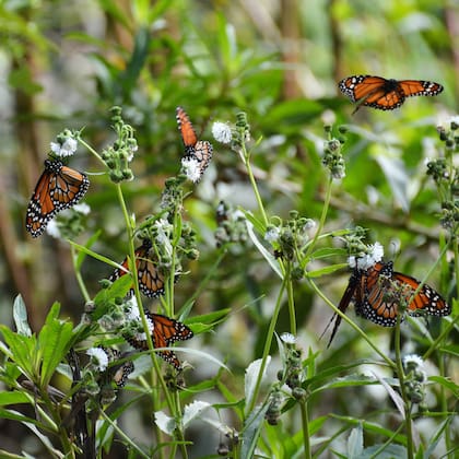 Mariposas porteñas. Enjambre de mariposas monarca del sur, en Reserva Ecológica Costanera Sur.