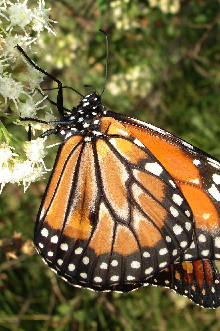 Mariposas porteñas. Monarca del Sur (Danaus erippus) en Reserva Ecológica Costanera Sur.