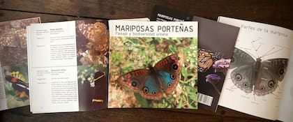 Mariposas porteñas, una completa guía para identificar mariposas en la ciudad