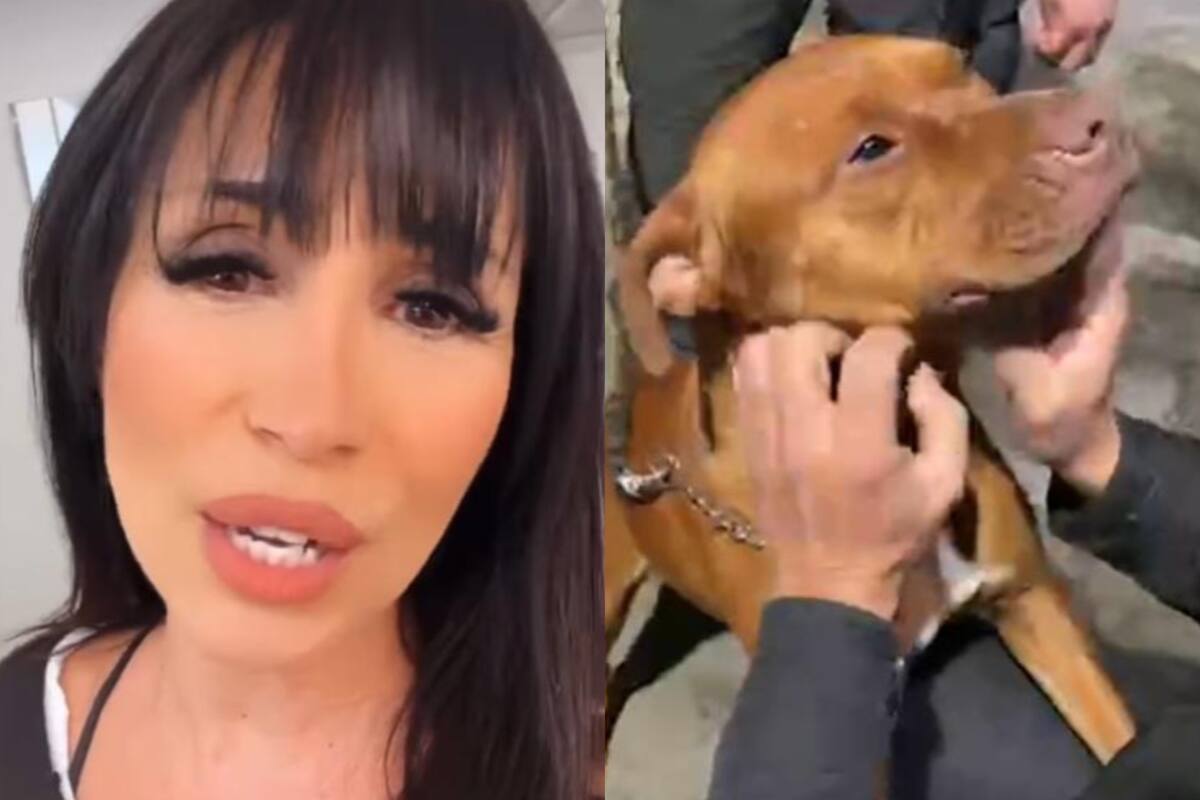 Marixa Balli vivió una tensa situación afuera de LAM cuando intervino para rescatar a una perrita (Foto: Captura de video)