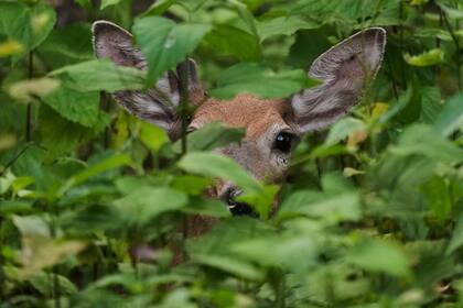 Marple, EE.UU. Edición fotográfica de Jesica Rizzo