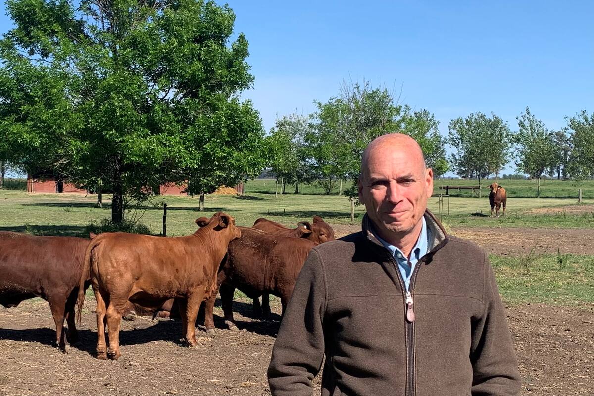 Martín Goldstein, de Brangus