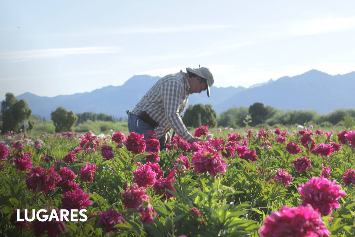 Martín Sasaki en la plantación de peonías de Trevelin