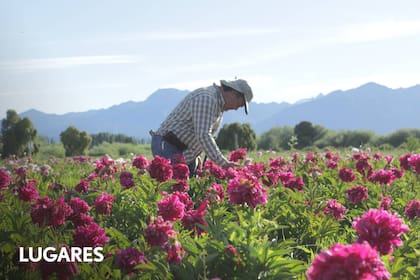 Martín Sasaki en la plantación de peonías de Trevelin
