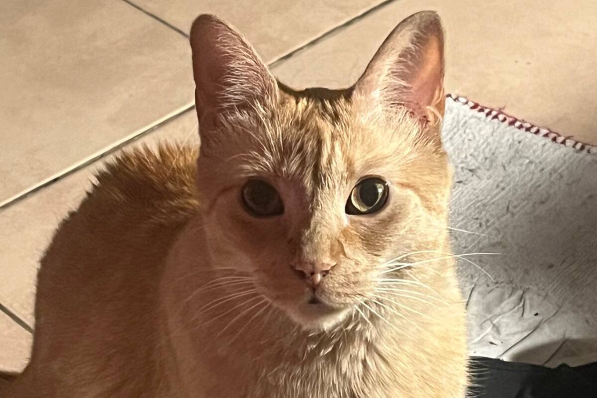 Martina pidió ayuda para encontrar a su gata Agatha tras el derrumbe en Caballito