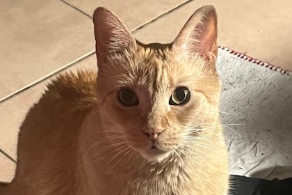Martina pidió ayuda para encontrar a su gata Agatha tras el derrumbe en Caballito