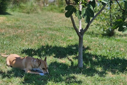 Martita bajo su higuera; tres años atrás ni la una ni la otra existían en este mundo