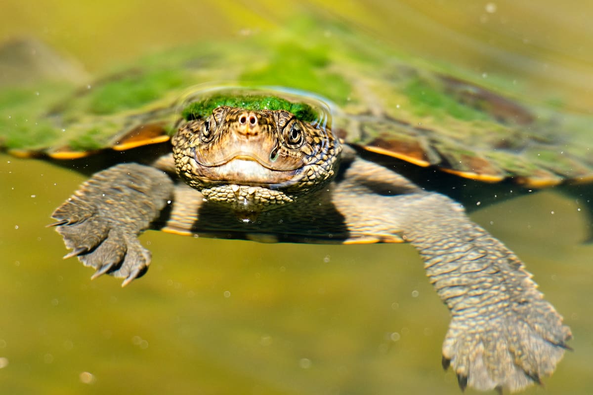 Mary River Turtle; Mary River; Sociedad; Tortuga de cresta verde