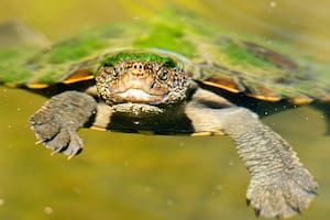 Mary River Turtle; Mary River; Sociedad; Tortuga de cresta verde