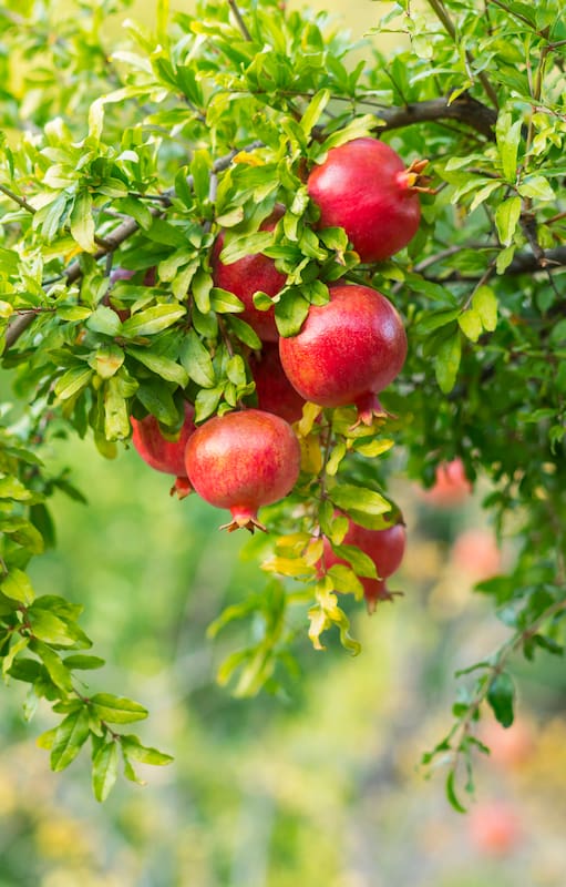 Más allá de los frutales de siempre, nuevas especies ganan lugar en los jardines y aportan valor ornamental y frutos menos habituales