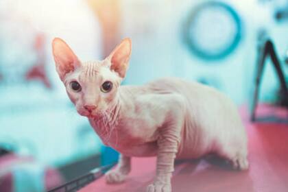 Más allá su peculiar apariencia, este gato tiene cualidades que lo hacen un compañero ideal